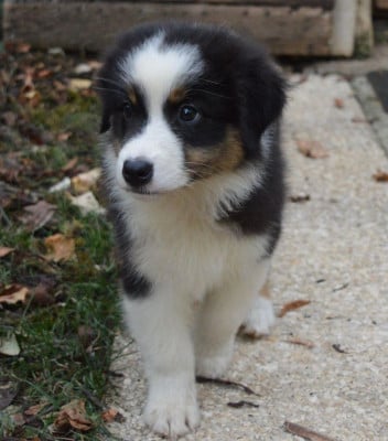 Les chiots de Berger Australien
