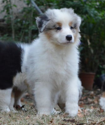 Les chiots de Berger Australien