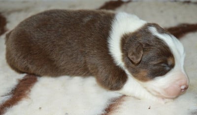 Les chiots de Berger Australien