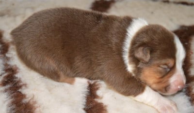 Les chiots de Berger Australien