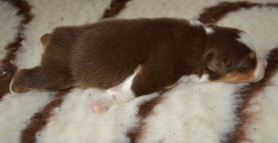 Les chiots de Berger Australien