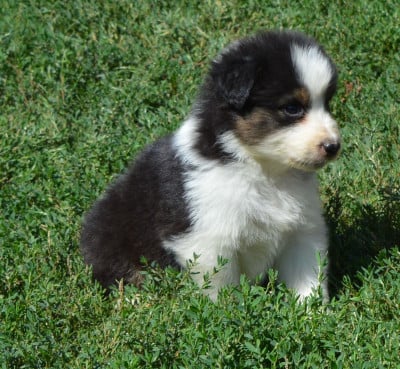 Les chiots de Berger Australien