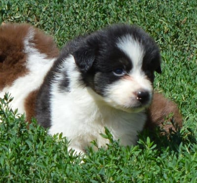 Les chiots de Berger Australien