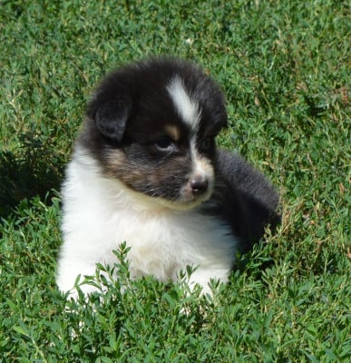 Les chiots de Berger Australien