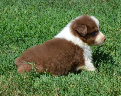 Les chiots de Berger Australien