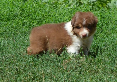 Les chiots de Berger Australien