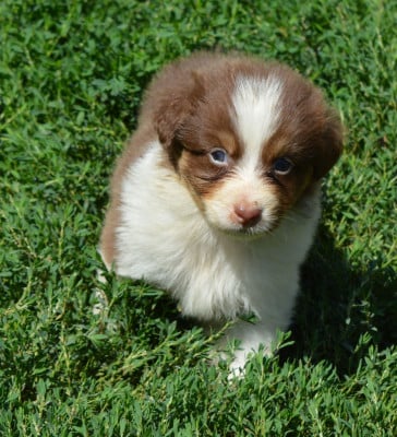 Les chiots de Berger Australien