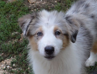 Les chiots de Berger Australien