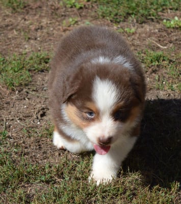 Les chiots de Berger Australien