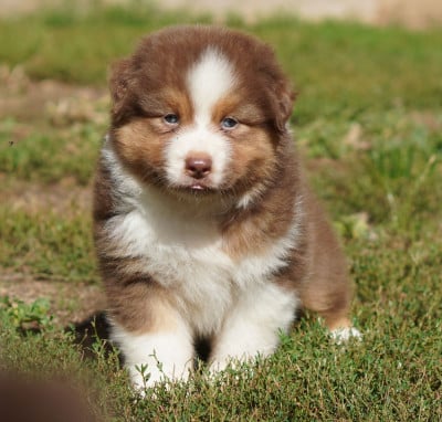 Les chiots de Berger Australien