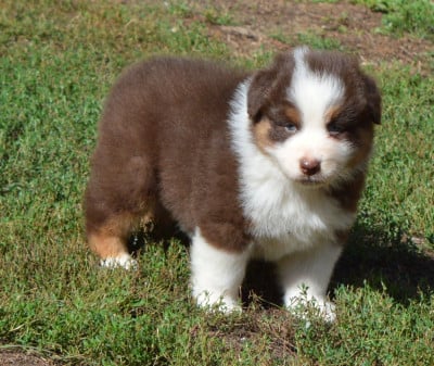 Les chiots de Berger Australien