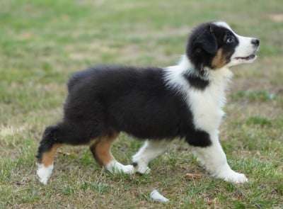 Les chiots de Berger Australien