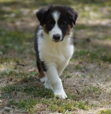 Les chiots de Berger Australien