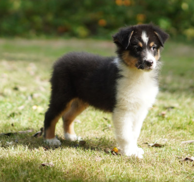 Les chiots de Berger Australien