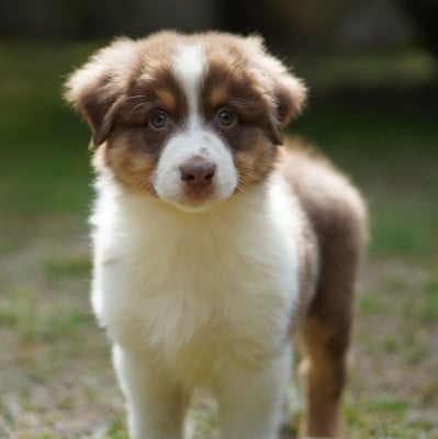 Les chiots de Berger Australien
