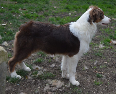 Les chiots de Berger Australien