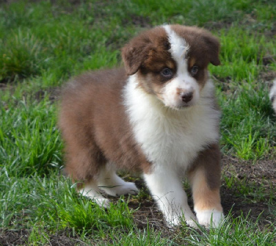 Les chiots de Berger Australien