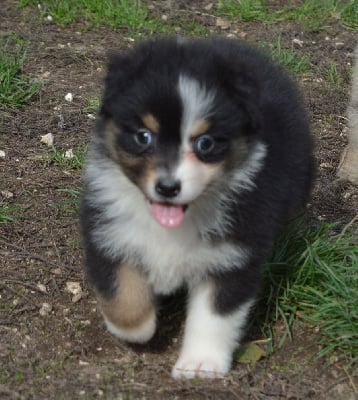 Les chiots de Berger Australien