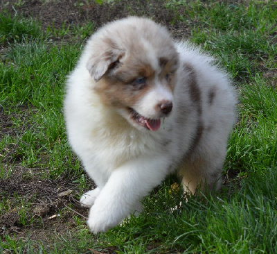 Les chiots de Berger Australien