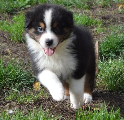Les chiots de Berger Australien