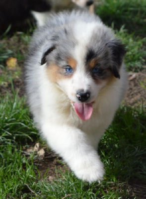 Les chiots de Berger Australien