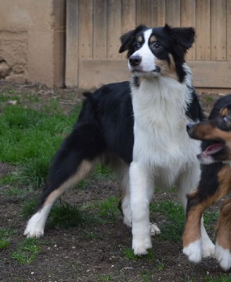 Les chiots de Berger Australien