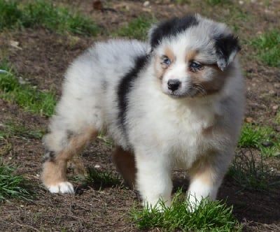 Les chiots de Berger Australien