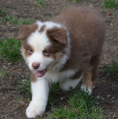 Les chiots de Berger Australien