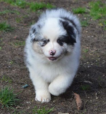 Les chiots de Berger Australien