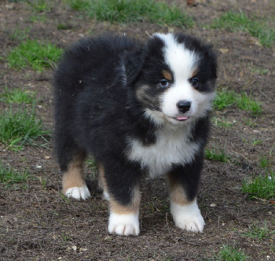 Les chiots de Berger Australien