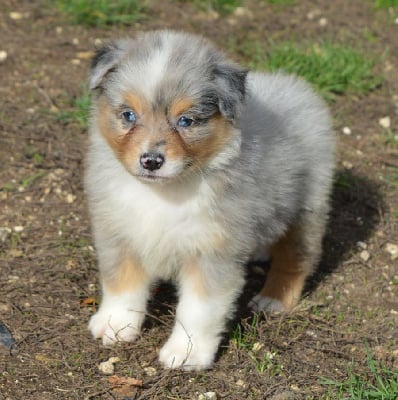Les chiots de Berger Australien