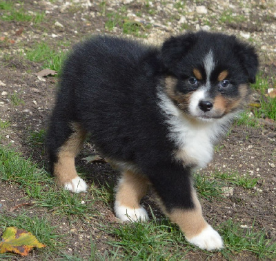Les chiots de Berger Australien