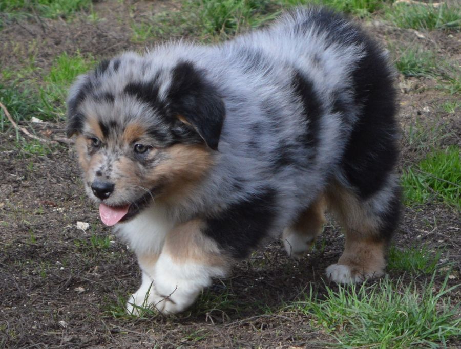 Femelle Bleu Merle 2