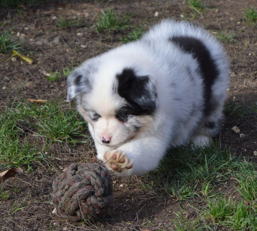 Femelle Bleu Merle 1