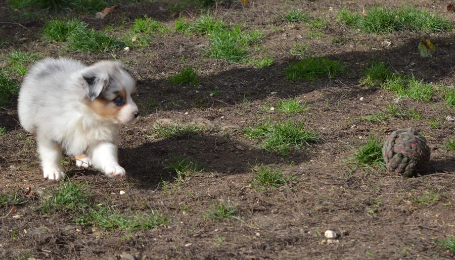 Femelle Bleu Merle 3