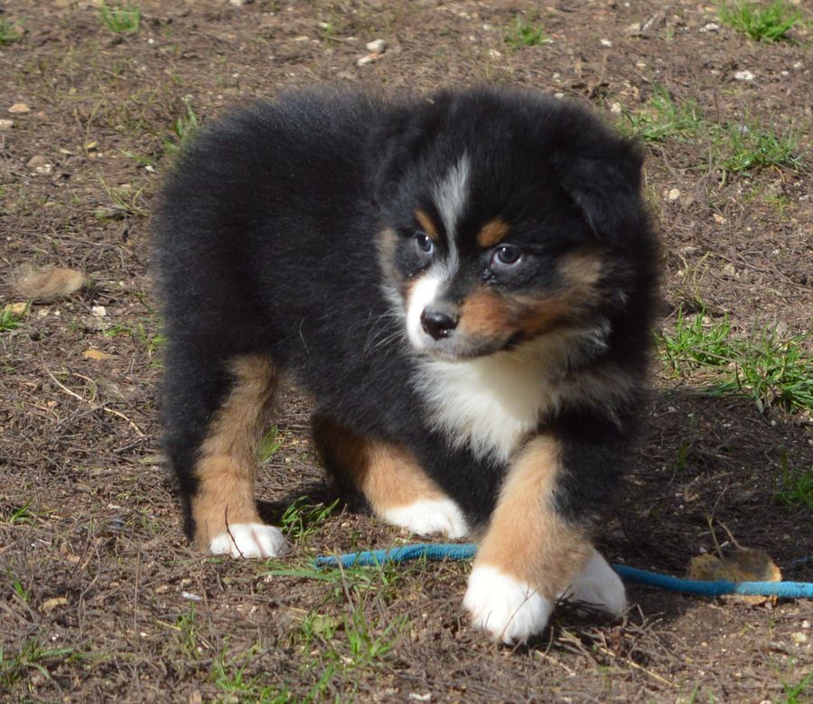 Femelle Noir Tricolore 2