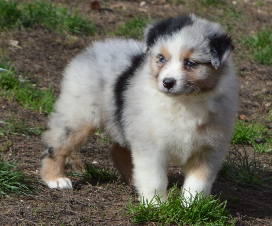 Femelle Bleu Merle 2