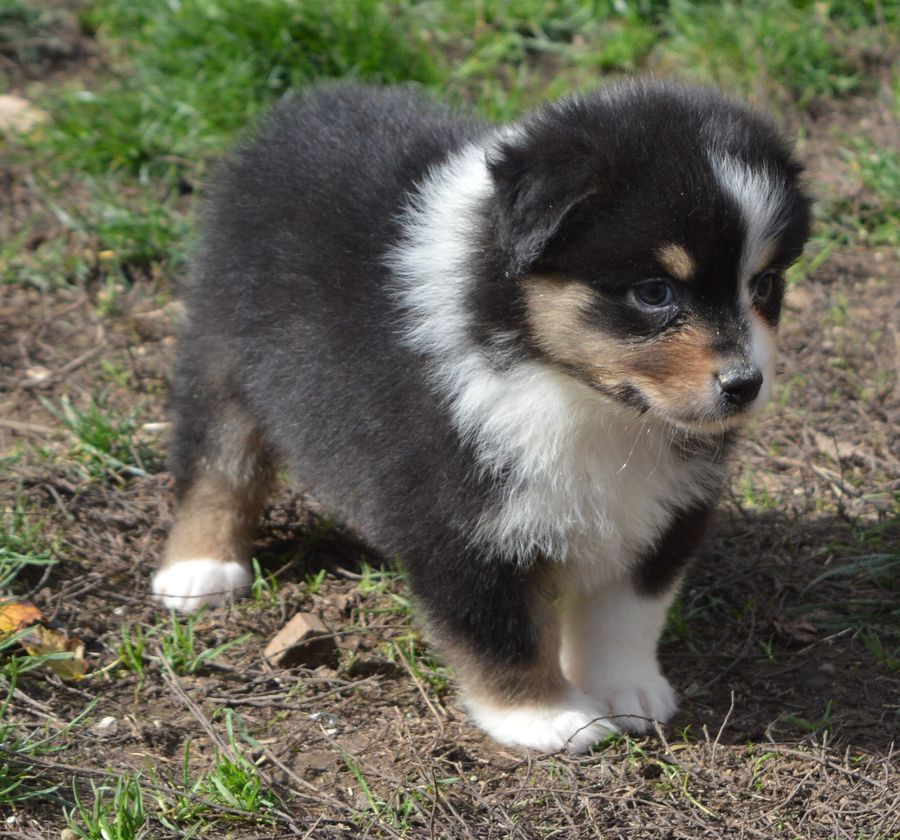 Femelle Noir Tricolore 1