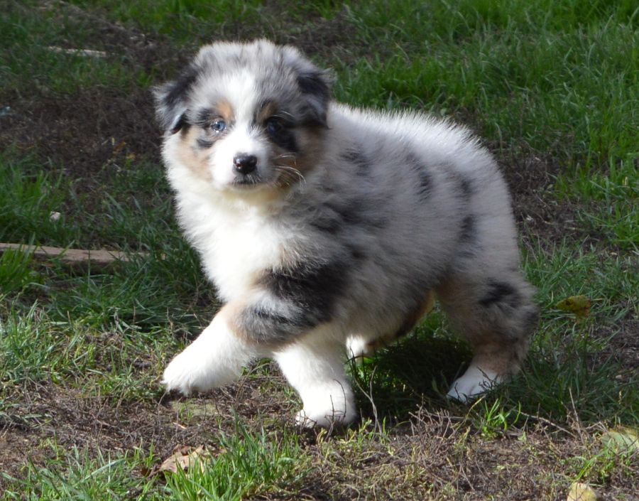 Femelle Bleu merle 1