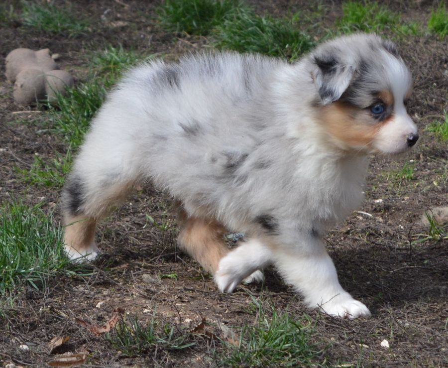 Femelle Bleu Merle 3