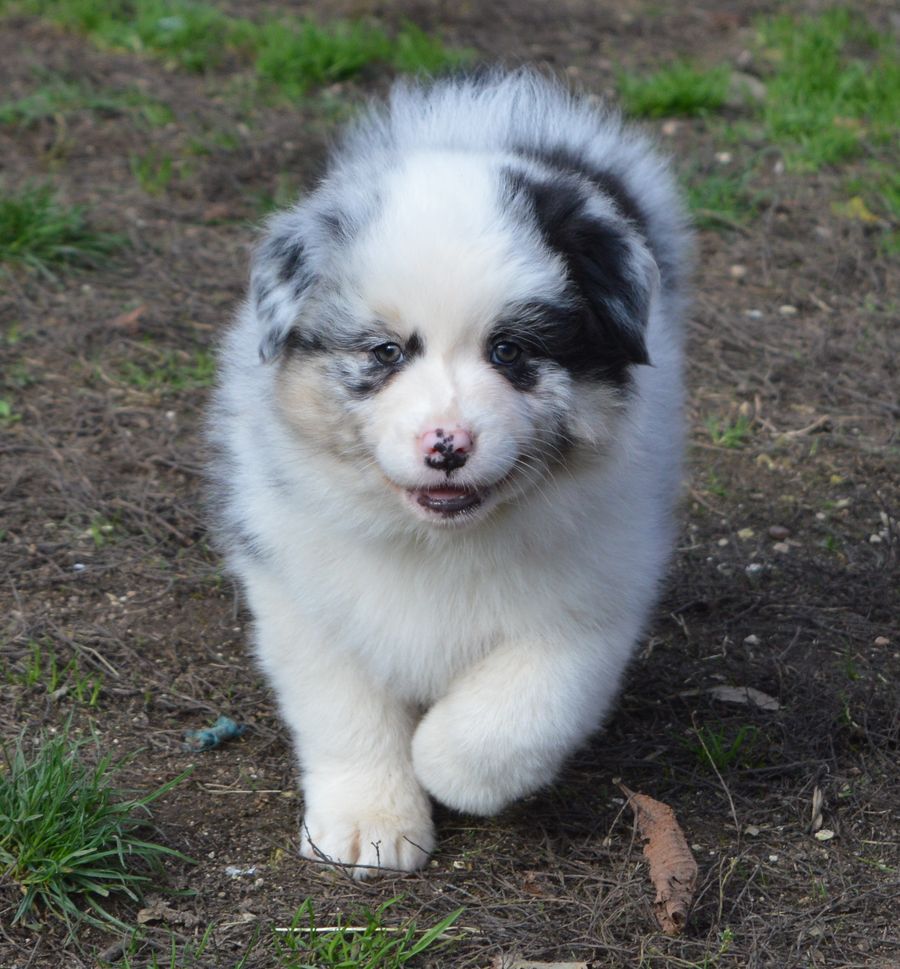 Femelle Bleu Merle 1