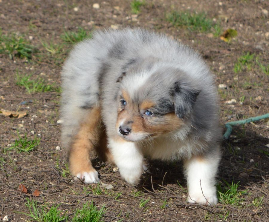 Femelle Bleu Merle 4