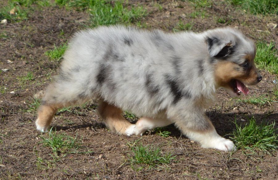 Femelle Bleu Merle 4