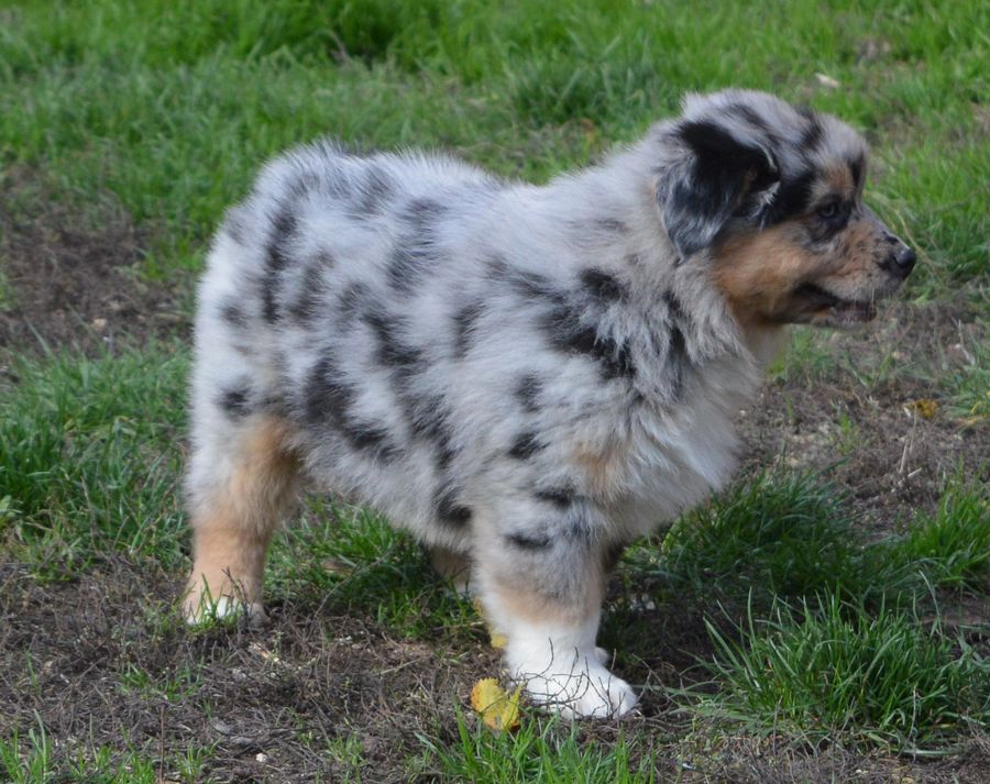 Femelle Bleu Merle 2