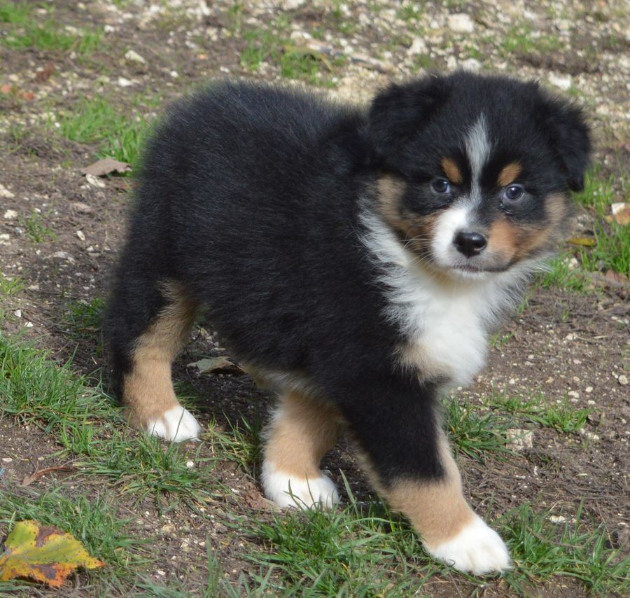 Femelle Noir Tricolore 2