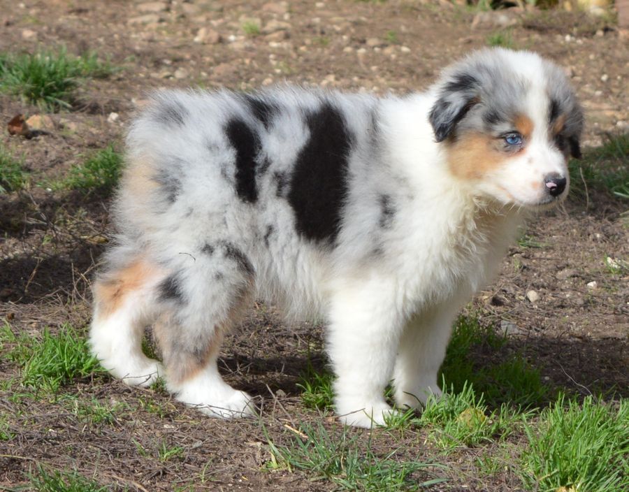 Femelle Bleu merle 1