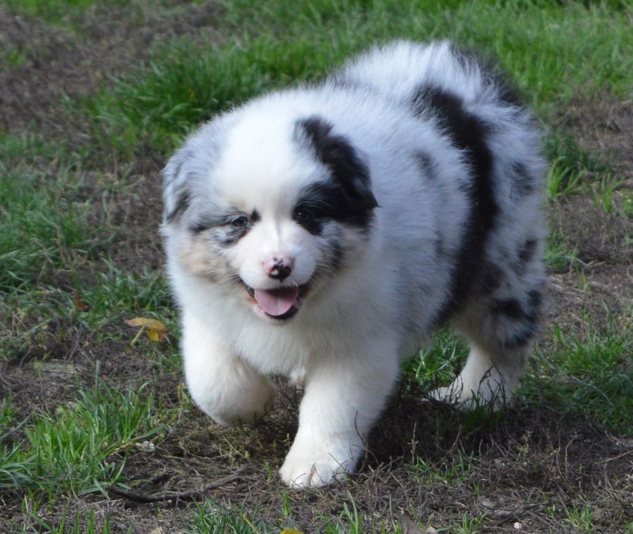 Femelle Bleu Merle 1