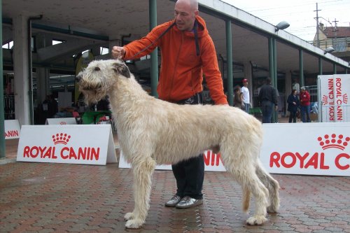 Publication : de la pierre oiseau