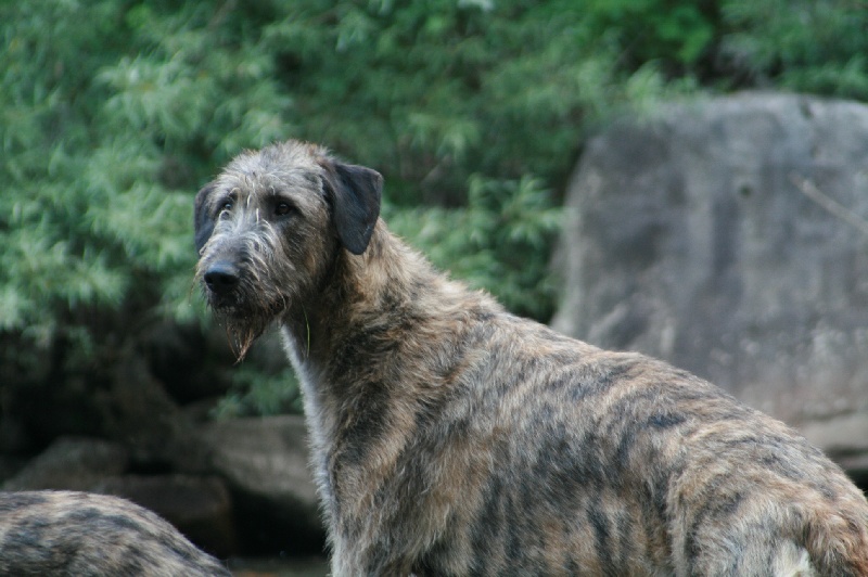 Ceridwen de la pierre oiseau