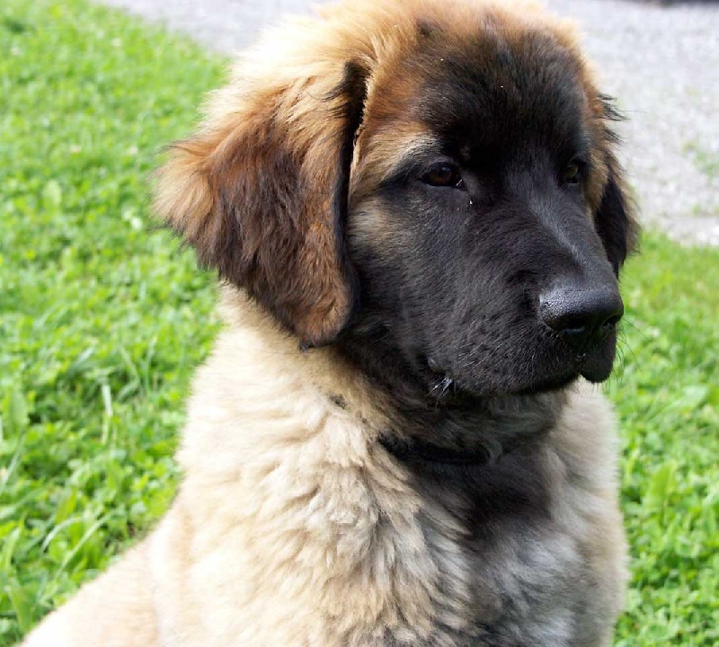 D'chewbacca de la pierre oiseau